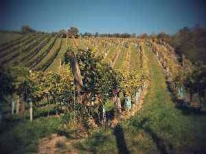 Wiener Wein